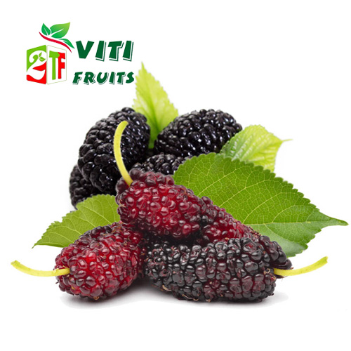 DÂU TẰM ĐÀ LẠT