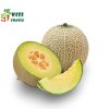 Dưa lưới giống Nhật